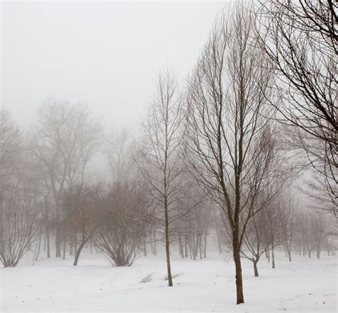 Rvores E Clima Frio De Inverno Ap S A Queda De Neve Montes De Neve E