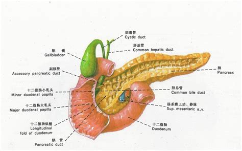 胰腺炎图片 胰腺炎症状表现图片大全 有来医生