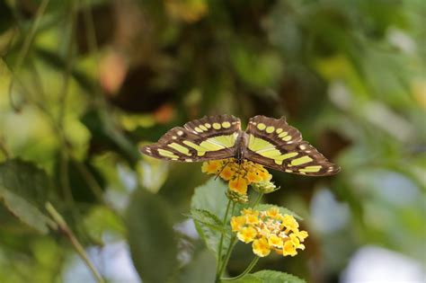 VICTORIA BUTTERFLY GARDENS | Visitor In Victoria