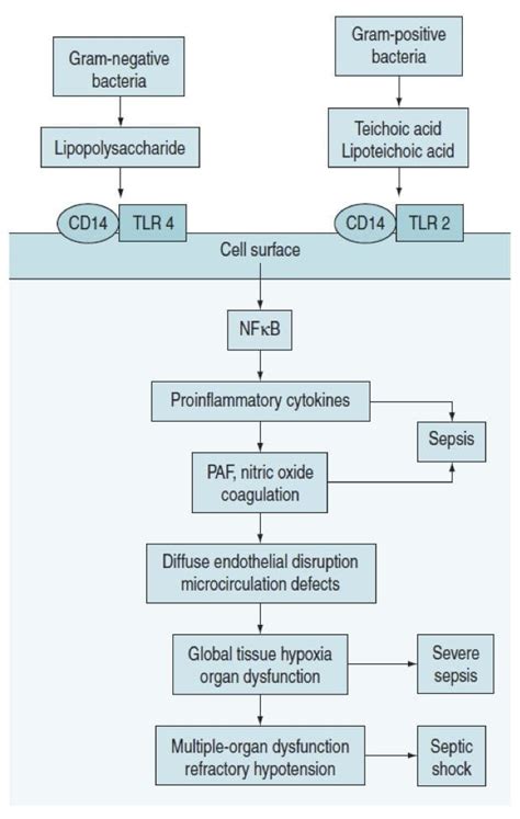 Septic Shock Pathophysiology Flowchart Flowchart In Word Images