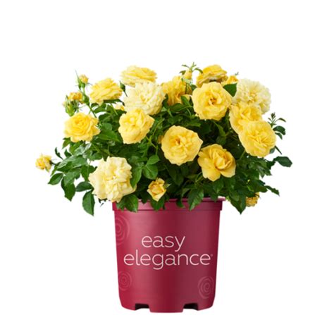 Easy Elegance Roses