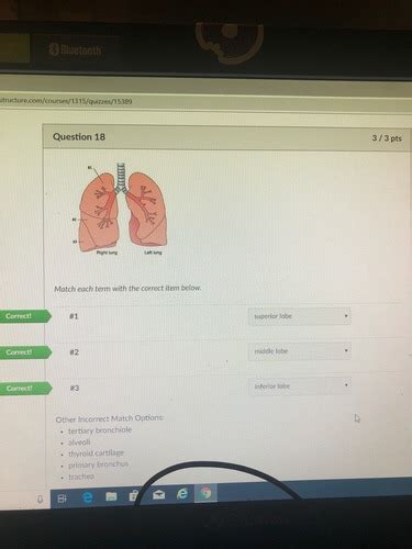 Chapter 13 Respiratory System Quiz Flashcards Quizlet