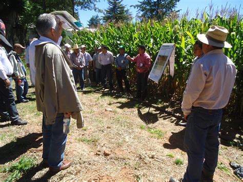 Implementan Cimmyt E Inifap Una Estrategia De Pr Cticas Y Tecnolog As