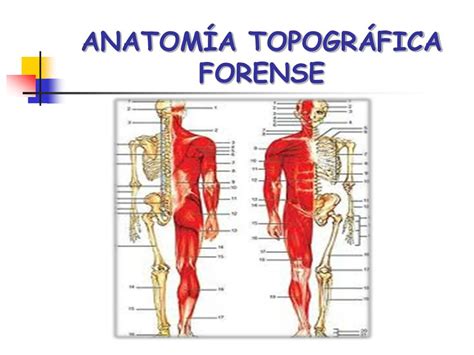 Ppt Anatom A Topogr Fica Forense Powerpoint Presentation Free