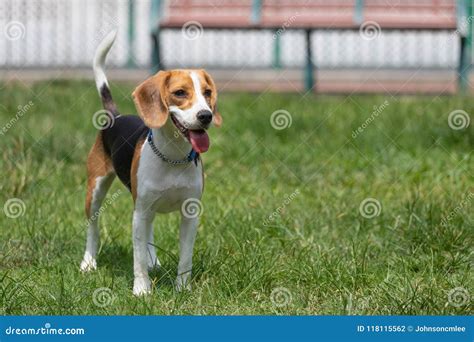 Un Perro Feliz Del Beagle Que Jadea Con Una Lengua Larga En Un Parque