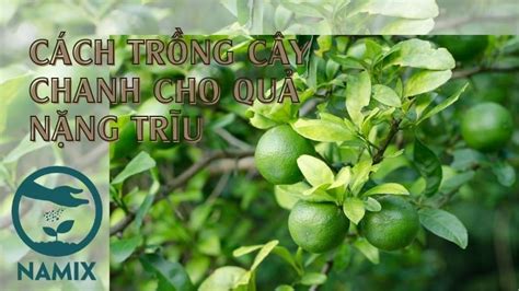 Cách Trồng Cây Chanh đơn Giản Nhất Những Vẫn Cho Quả Nặng Trĩu