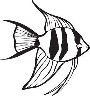 Collection of Angelfish clipart | Free download best Angelfish clipart ...