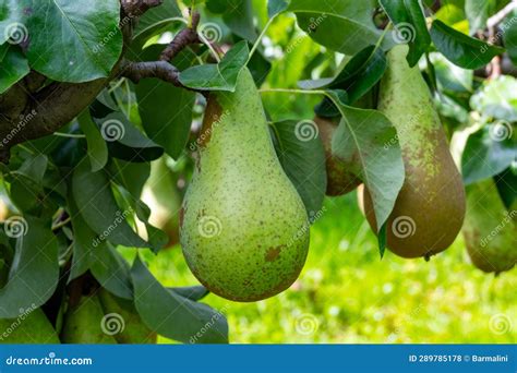 Green Organic Orchards With Rows Of Conference Pear Trees With Ripening Fruits In Betuwe