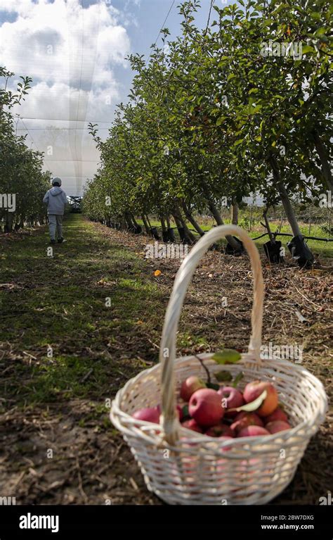 Bilpin Australia 30th May 2020 A Basket Of Apples Is Put On The