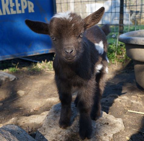 Nigerian Dwarf Goats For Sale In Missouri From Dreamer S Farm