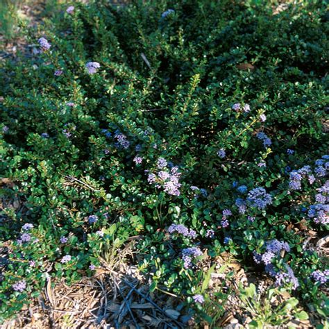 Ceanothus Gloriosus Point Reyes Siteone