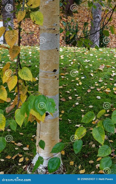 White Paper Like Bark Of Betula Utilis The Himalayan Birch Stock