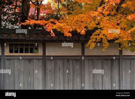Brilliant yellow Japanese maple trees autumn foliage colors and historic wooden wall make ...