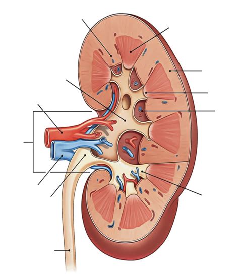 Urinary System Anatomy Diagram Quizlet