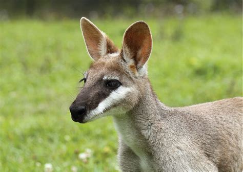 Macropods of SEQ - Land for Wildlife