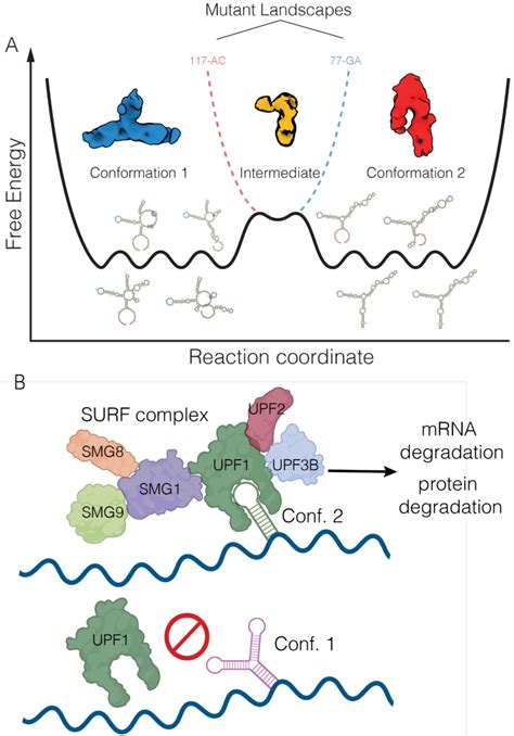 The Proposed Mechanism Of Rorc Rna Switch Functioning A Schematic For