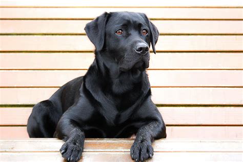 Labrador Retriever Caractère Origine Prix éducation Et Conseils