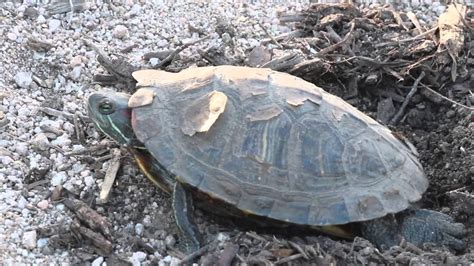 Red Eared Slider Turtle Laying Her Eggs Youtube