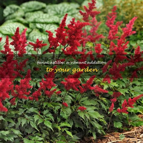 Fanal Astilbe A Vibrant Addition To Your Garden Shuncy