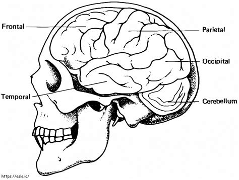 Human Brain Coloring Page