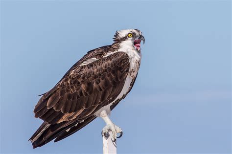 Osprey | The Audubon Birds & Climate Change Report