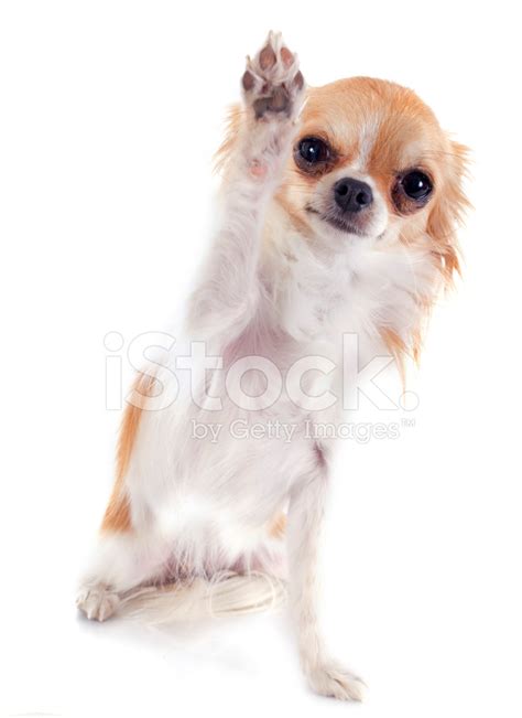 Playing Chihuahua Stock Photo Royalty Free Images Freeimages