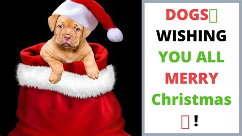 Dogs Wishing You All Merry Christmas 🎅 Christmas Songs🎄 Youtube