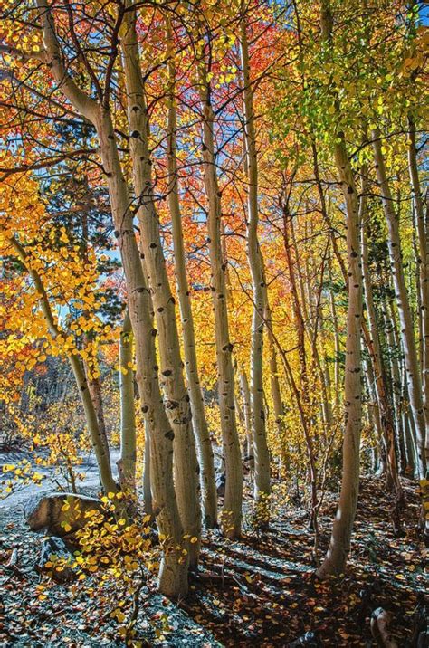 Pin By Neset Arici On Renkli Kavaklar Tree Art Autumn Art Aspen Trees