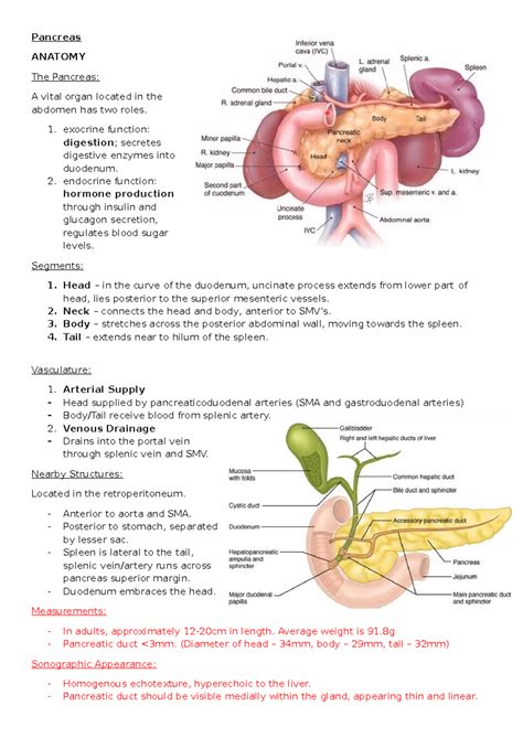 Pancreas Lecture Notes Pancreas Anatomy The Pancreas A Vital Organ Located In The Abdomen