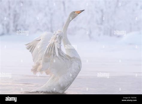 Whooper Swan Cygnus Cygnus With Spread Wings In The Water Hi Res Stock