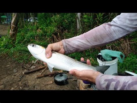 PARAÍSO das TAINHAS fazendinha no rio quilombo Pescaria top num lugar