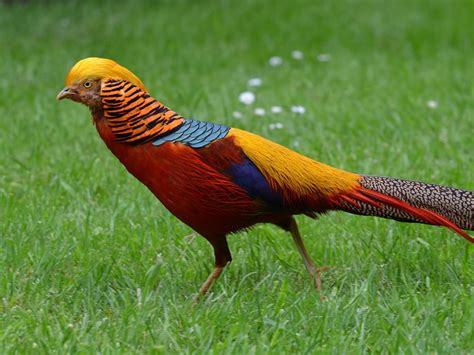 Golden Pheasant Bird Facts (Chrysolophus pictus) | Birdfact