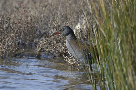 Râle d eau Rallus aquaticus 19Octobre2020 Didier Ferrand Flickr