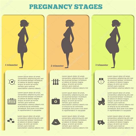 Pregnancy And Birth Infographics Pregnancy Stages — Stock Vector