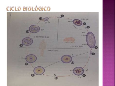 Blastocystis hominis