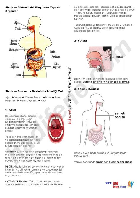 2 ÜNİTE VÜCUDUMUZDAKİ SİSTEMLER SİNDİRİM SİSTEMİ Hadi Fene Fen