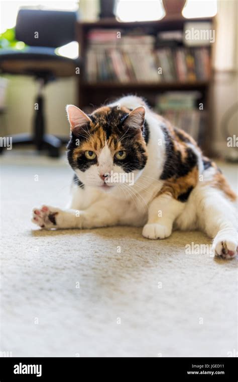 Closeup Of Angry Calico Cat Grooming Itself Showing Flexibility Stock