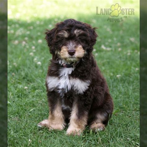 Aussiedoodle Puppies for Sale in Lancaster, PA | Lancaster Puppies