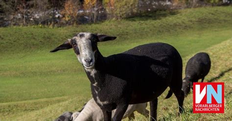 Neues Siegel für Steinschafe Vorarlberger Nachrichten VN at