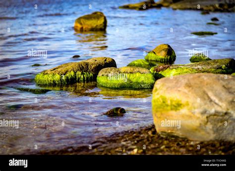 Green Sea Water Algae Beach Hi Res Stock Photography And Images Alamy