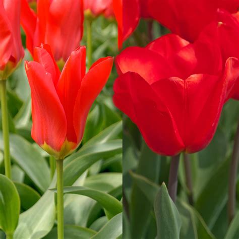 Tulip Bulbs Item 1593 Pink Squared For Sale Colorblends® Tulip Bulbs Tulips Bulb