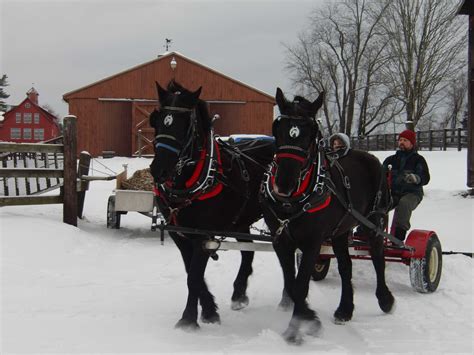 Farming with Draft Horses | Amethyst Farm