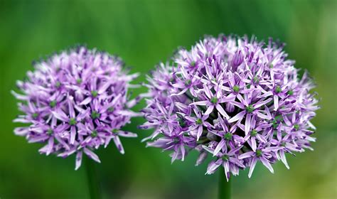 Allium Flowers Plant Ornamental - Free photo on Pixabay - Pixabay