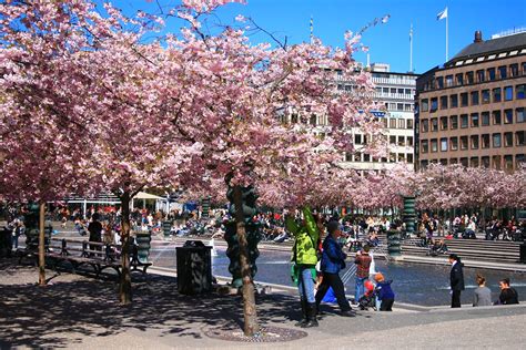 IMG 8190 Cherry blossoms in Kungsträdgården Stockholm Sw Flickr