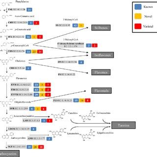 Schematic Diagram Of Metabolic Pathways Involved In Polyphenol