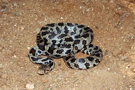 Snake Profile Fox Snake Photos Care Sheet Happyserpent