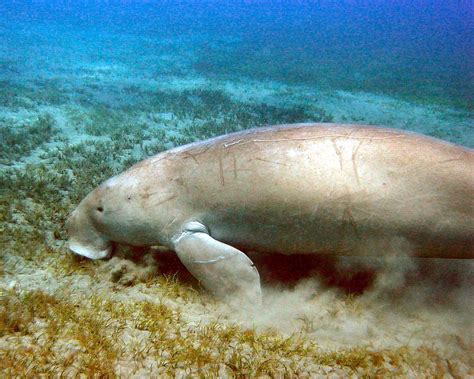 Dugong Picture Image Abyss