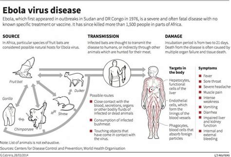 What is Ebola virus ? - Health Blog Centre Info