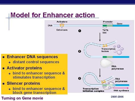 Chapter Control Of Eukaryotic Genome Ap Biology