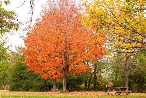 When Do Maple Trees Bloom Answered Conserve Energy Future